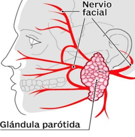 parotida